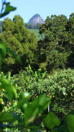 good morning, Mount Warning:
