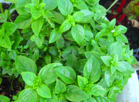 greek basil 2010: 