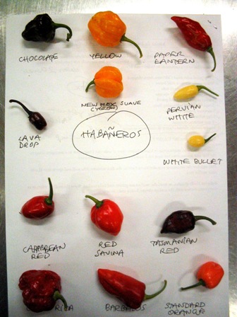 habaneros: