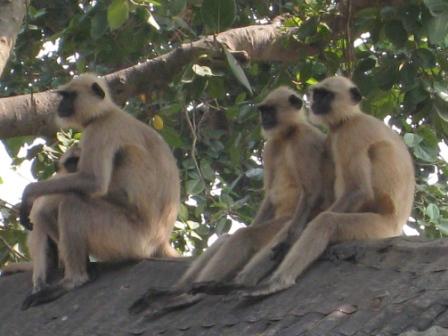 hanuman monkeys: