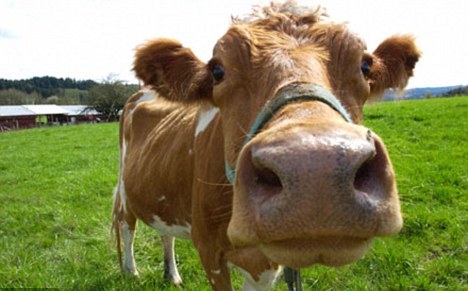 happy cow: 