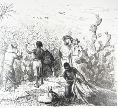 harvesting cochineal insects: 