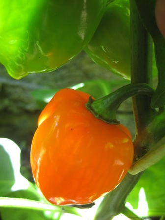 hello habanero!: 