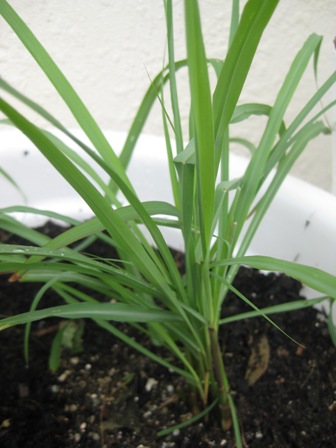 hey man, check out the new grass: