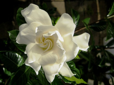 home grown: