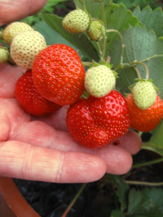 homegrown berries: 