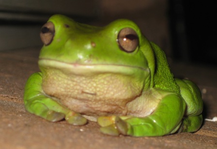 jabba the frog: