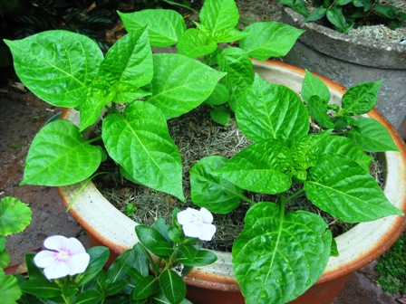 late bloomers: 