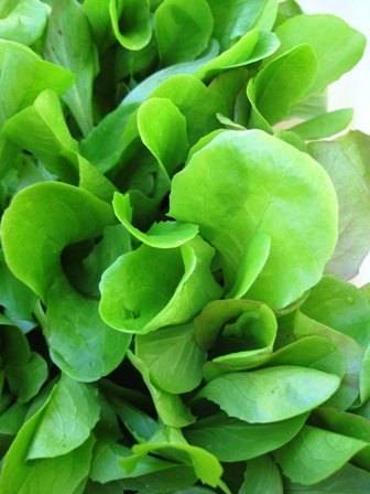 lettuce, pray: 