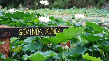 lotus lake: 