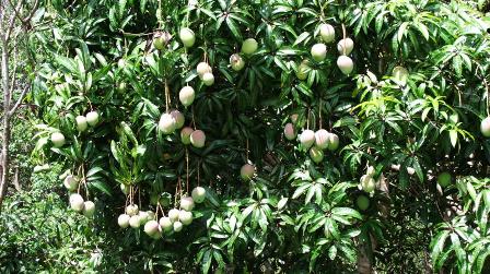 mango crop: 