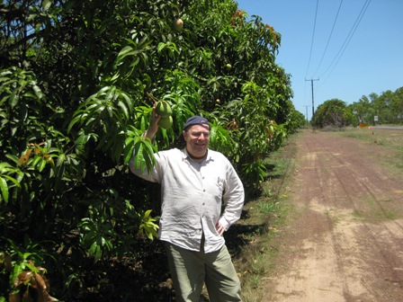 mangoes galore: