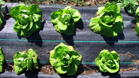 more crisp drip-fed lettuce:
