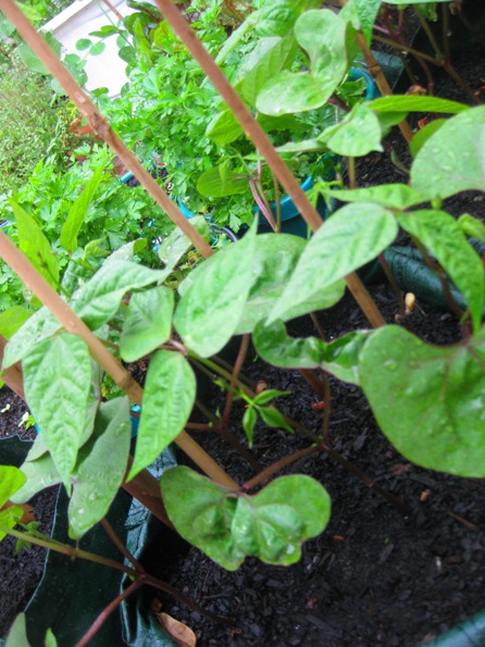 more giant purple beans: 