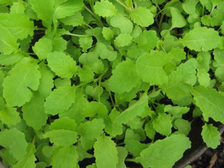 mustard greens: 