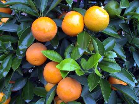 my kumquats.jpg: 