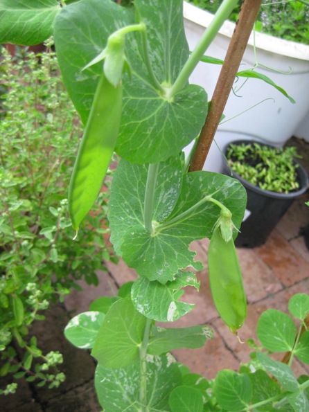 my new snow peas: 