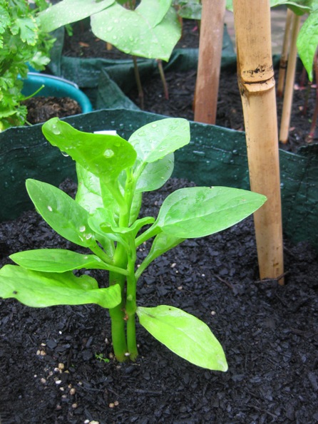 newly-planted ceylon climbing spinach: 