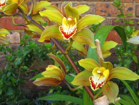 orchid 1: 
