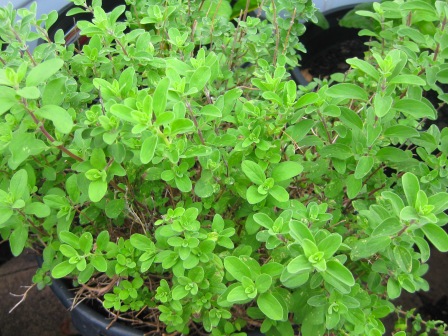 oregano: 