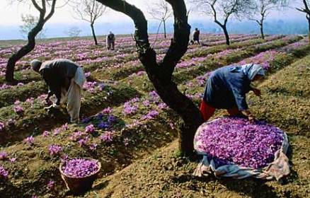 picking saffron crocus plants: 