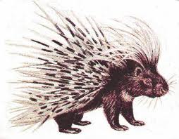 porcupine: 