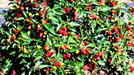 prolific chilis:
