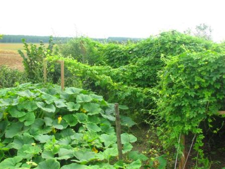 pumpkin and bitter melons: 