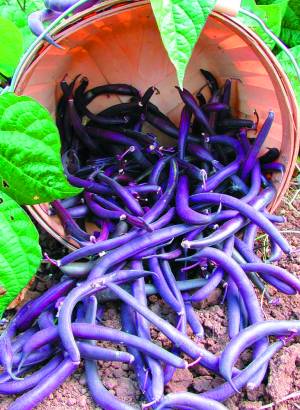 purple beans that are yet to come: 