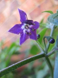 purple haze: 