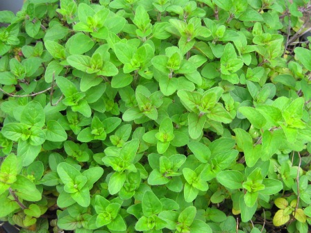 respendant marjoram: 