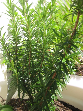 rosemary: 
