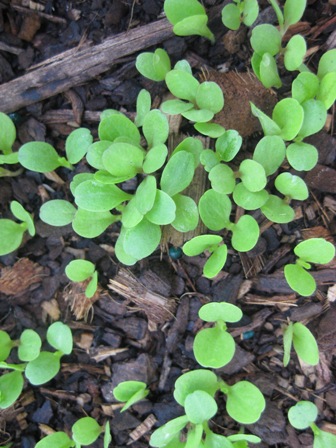 spring lettuce: 