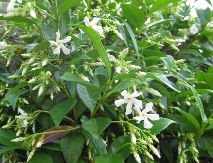 star jasmine: 