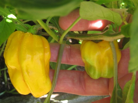 strangers, ripening: 