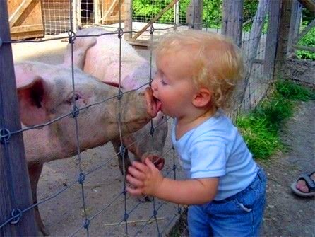 swine flu: 