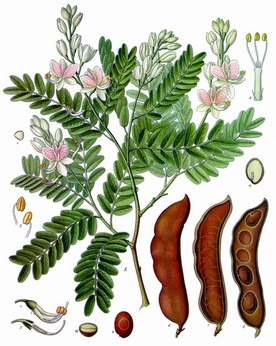 tamarindus indica: