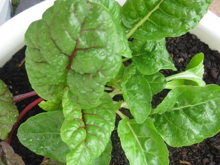 the beet goes on: