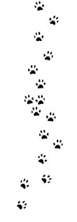 the cat: