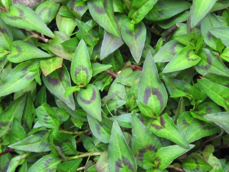 vigorous vietnamese mint: 