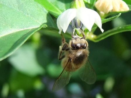 working bee: 