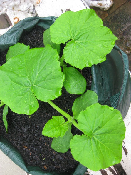 zucchinis - early days: 