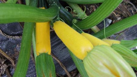 zucchinis with blossom: 